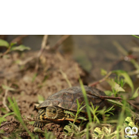 گونه لاکپشت خزری Caspian Pond Turtle